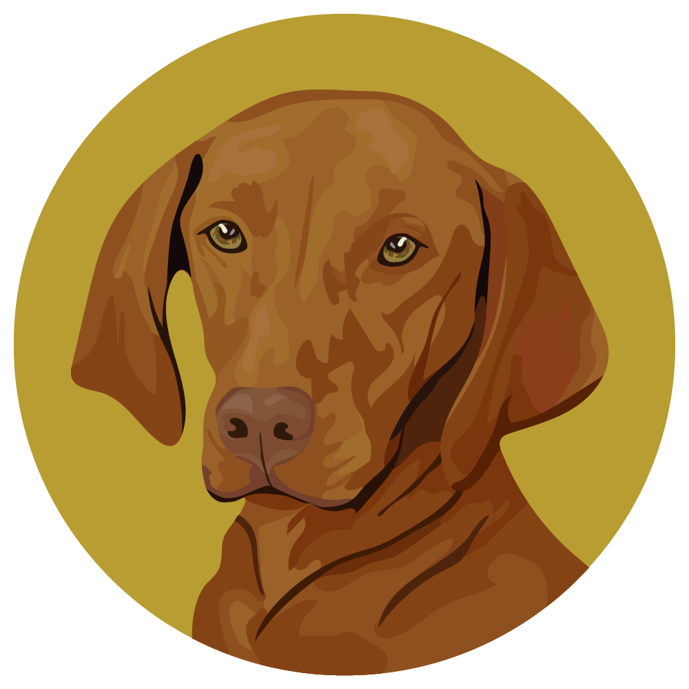 Vizsla