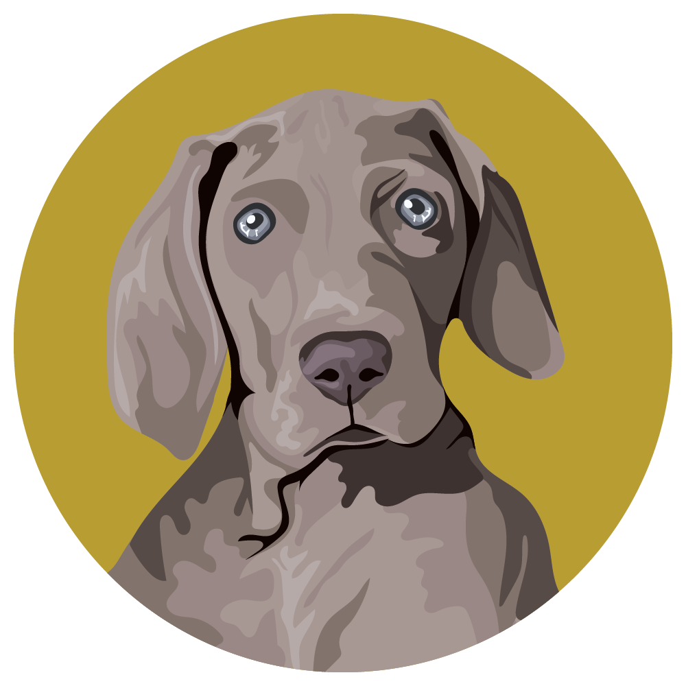 Weimaraner