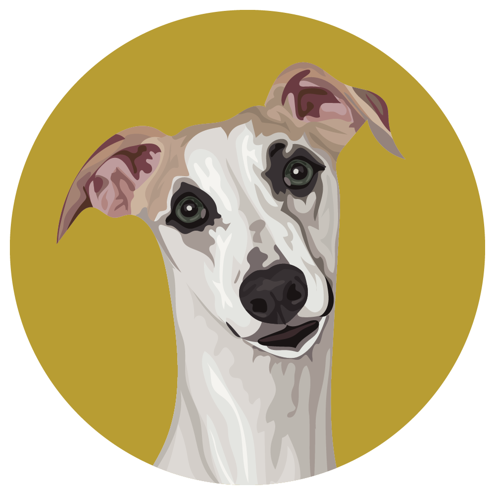 Whippet