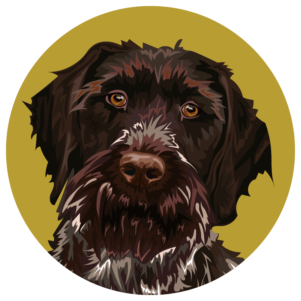 Wirehaired Pointing Griffon